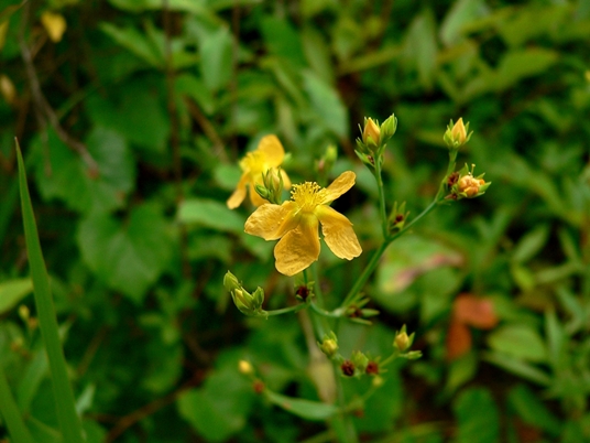 {Hypericum virgatum}
